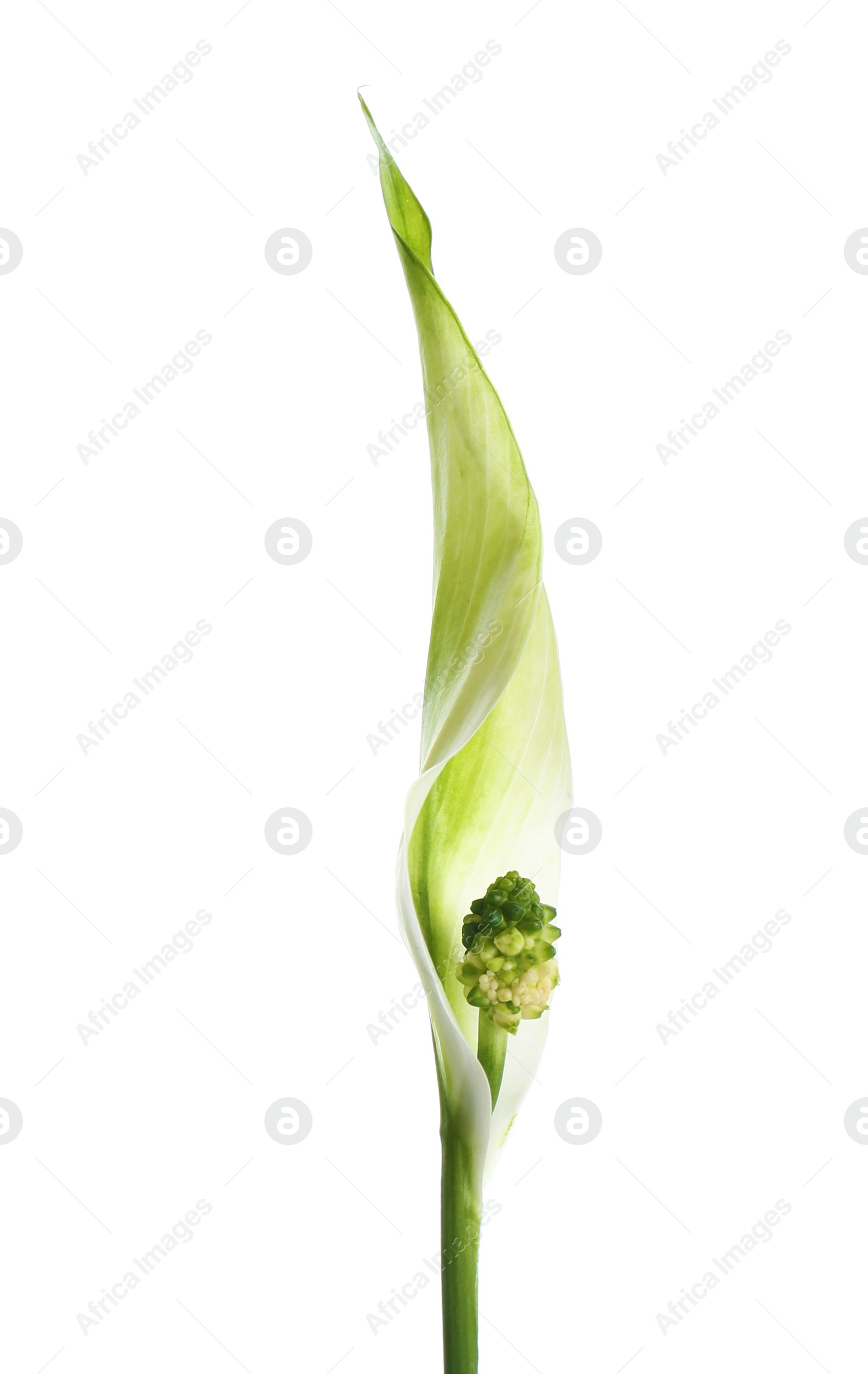 Photo of Beautiful peace lily plant on white background