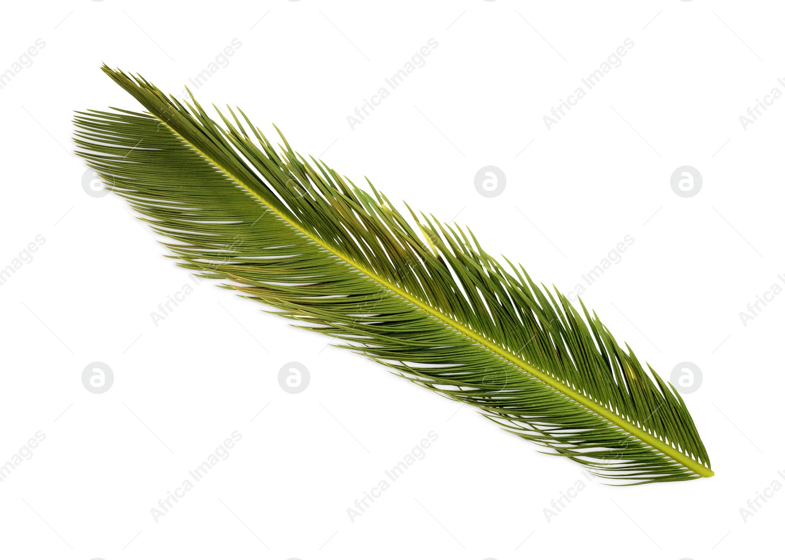 Photo of Beautiful green palm branch isolated on white. Tropical leaves