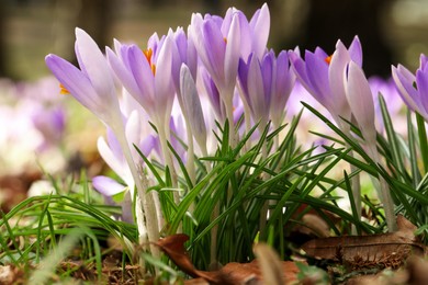 Photo of Beautiful crocus flowers growing outdoors, closeup view