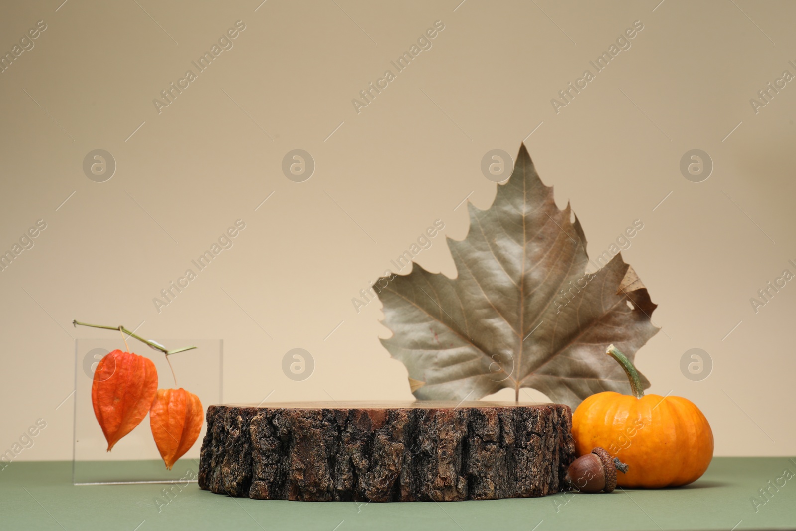 Photo of Stylish presentation for product. Wooden stump and autumn decor on color background