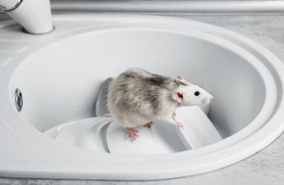 Rat in sink with dishes at kitchen. Household pest