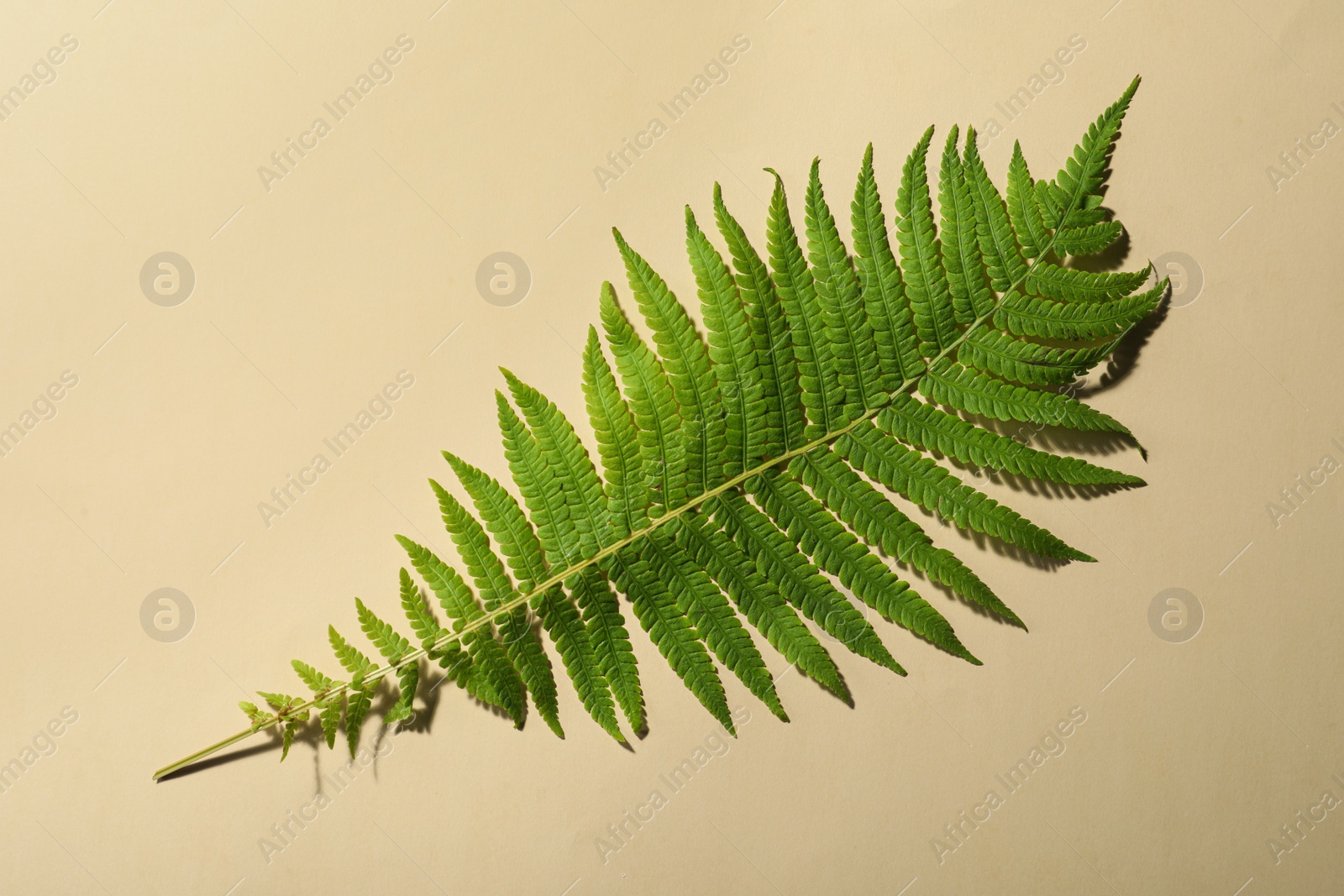 Photo of Beautiful tropical fern leaf on beige background, top view