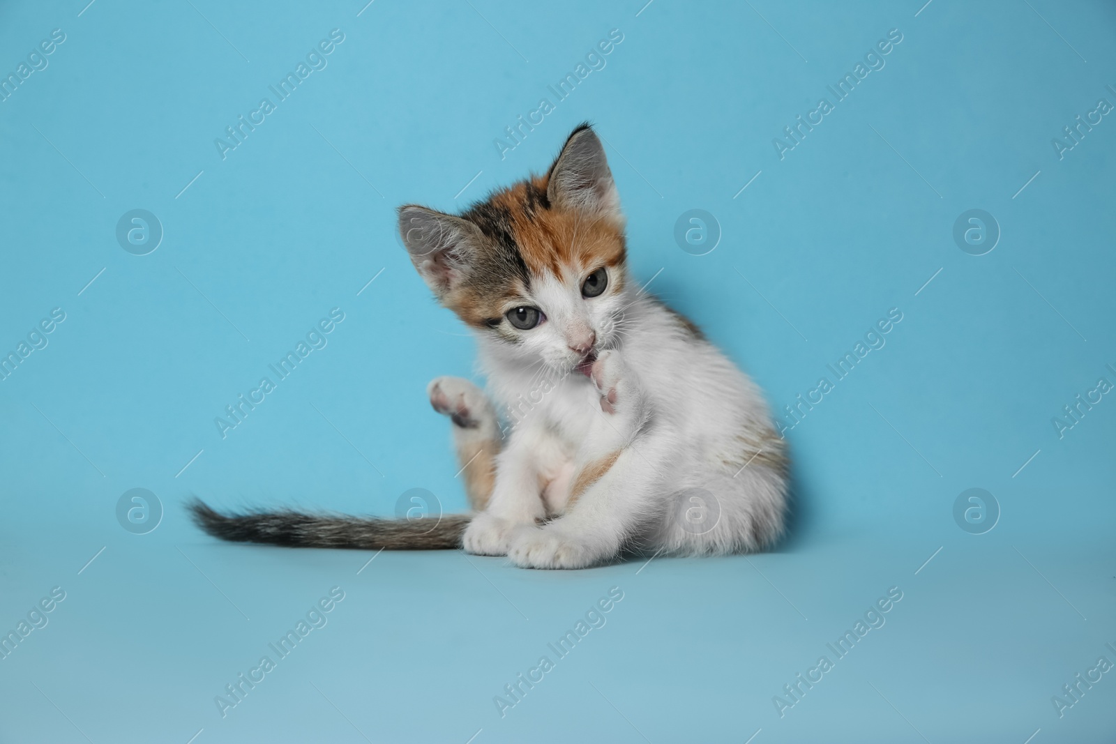 Photo of Cute little kitten licking paw on light blue background. Baby animal