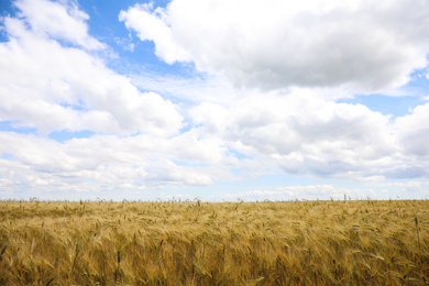 Photo of Beautiful agricultural field with ripening cereal crop