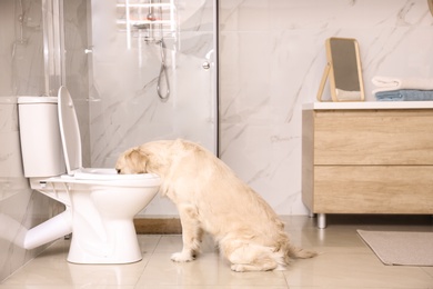 Photo of Cute Golden Labrador Retriever drinking water from toilet bowl