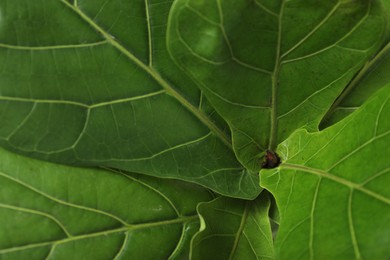 Photo of Fiddle Fig or Ficus Lyrata plant with green leaves as background, closeup