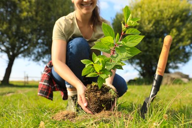 Woman planting young green tree in garden, closeup