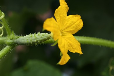 Blooming cucumber plant on blurred background, closeup