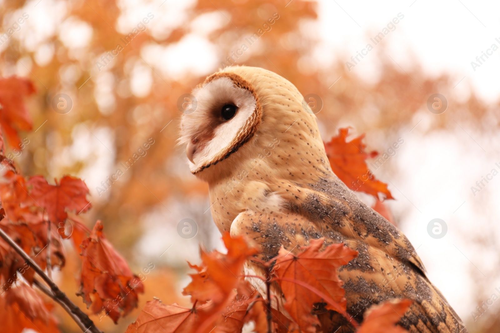 Photo of Beautiful common barn owl on tree outdoors