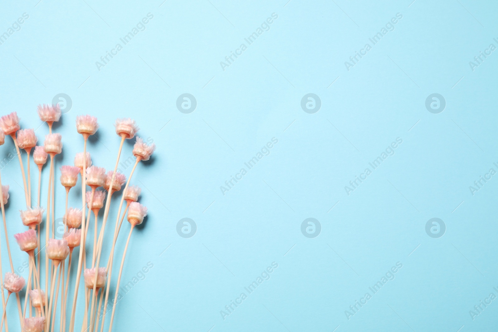 Photo of Bouquet of dried flowers on light blue background, flat lay. Space for text