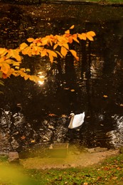 Photo of Beautiful swan in lake and fallen yellow leaves in park