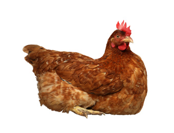 Image of Beautiful chicken on white background. Domestic animal