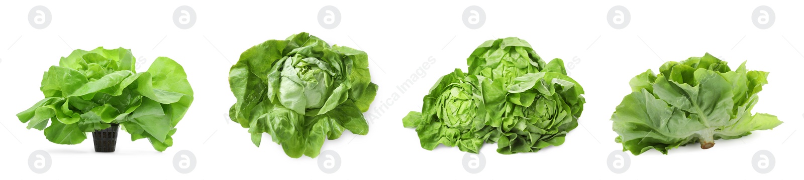 Image of Set of fresh butterhead lettuce on white background, different views