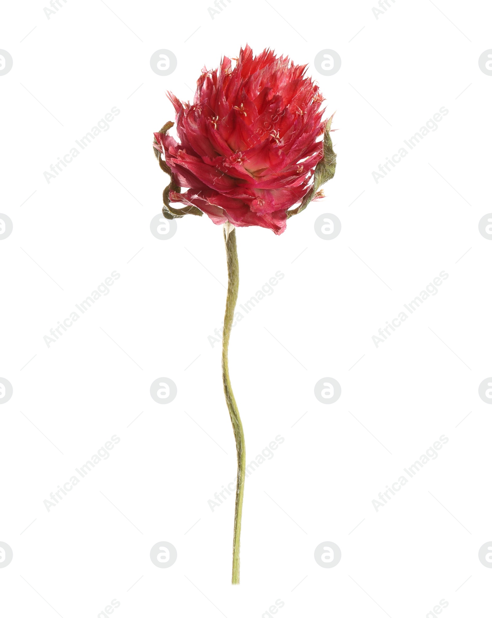 Photo of Beautiful red gomphrena flower isolated on white