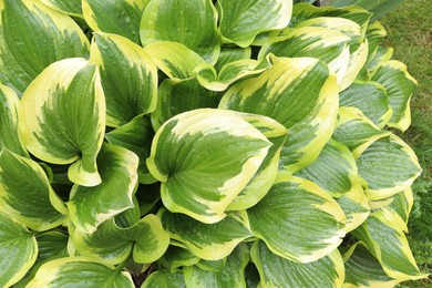 Photo of Beautiful dieffenbachia with wet green leaves outdoors