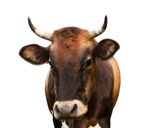 Beautiful brown cow on white background, closeup. Animal husbandry