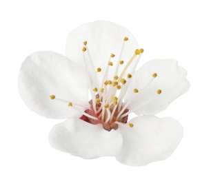 Photo of Beautiful fresh spring flower on white background