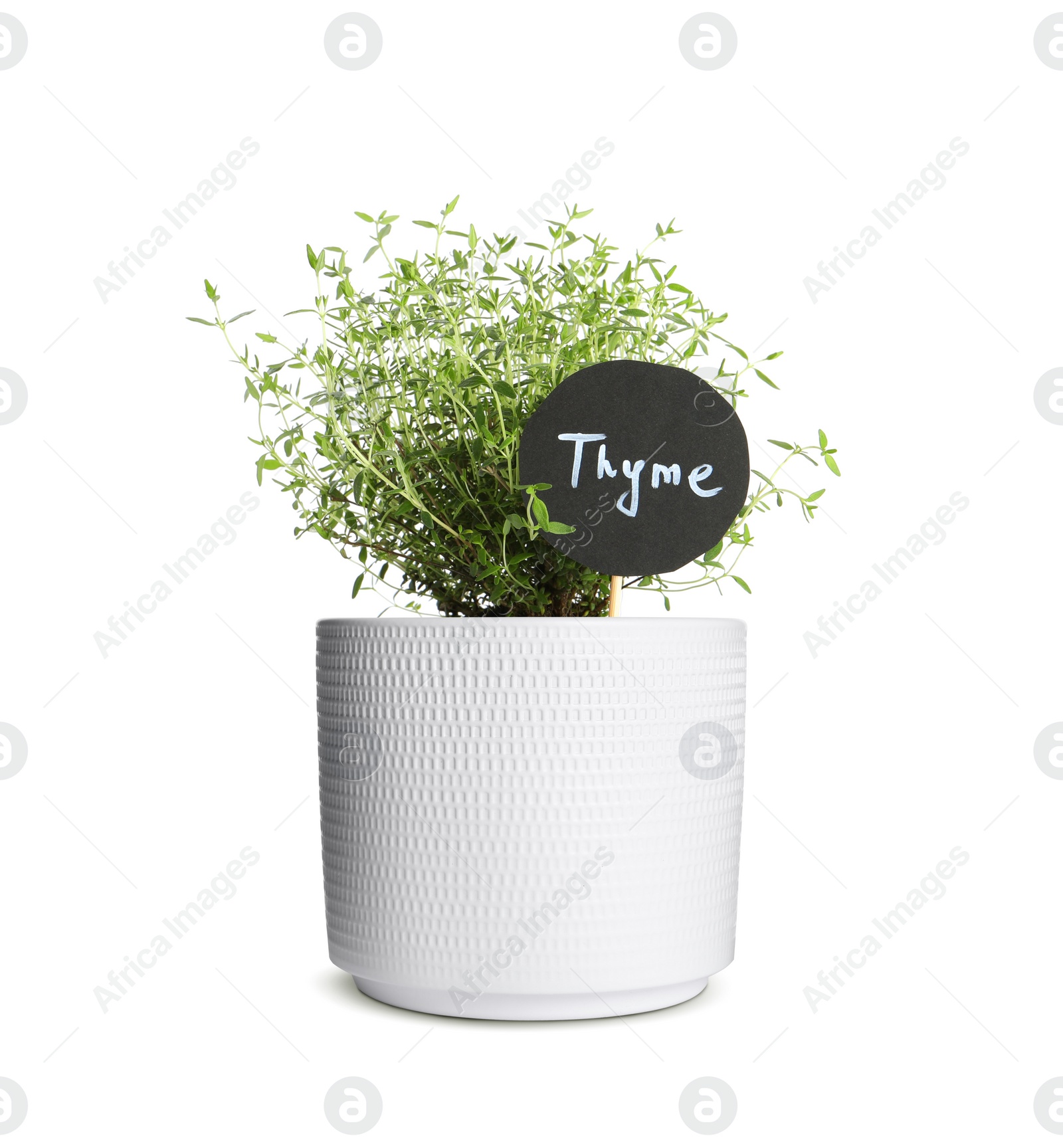 Image of Green thyme with tag in pot isolated on white