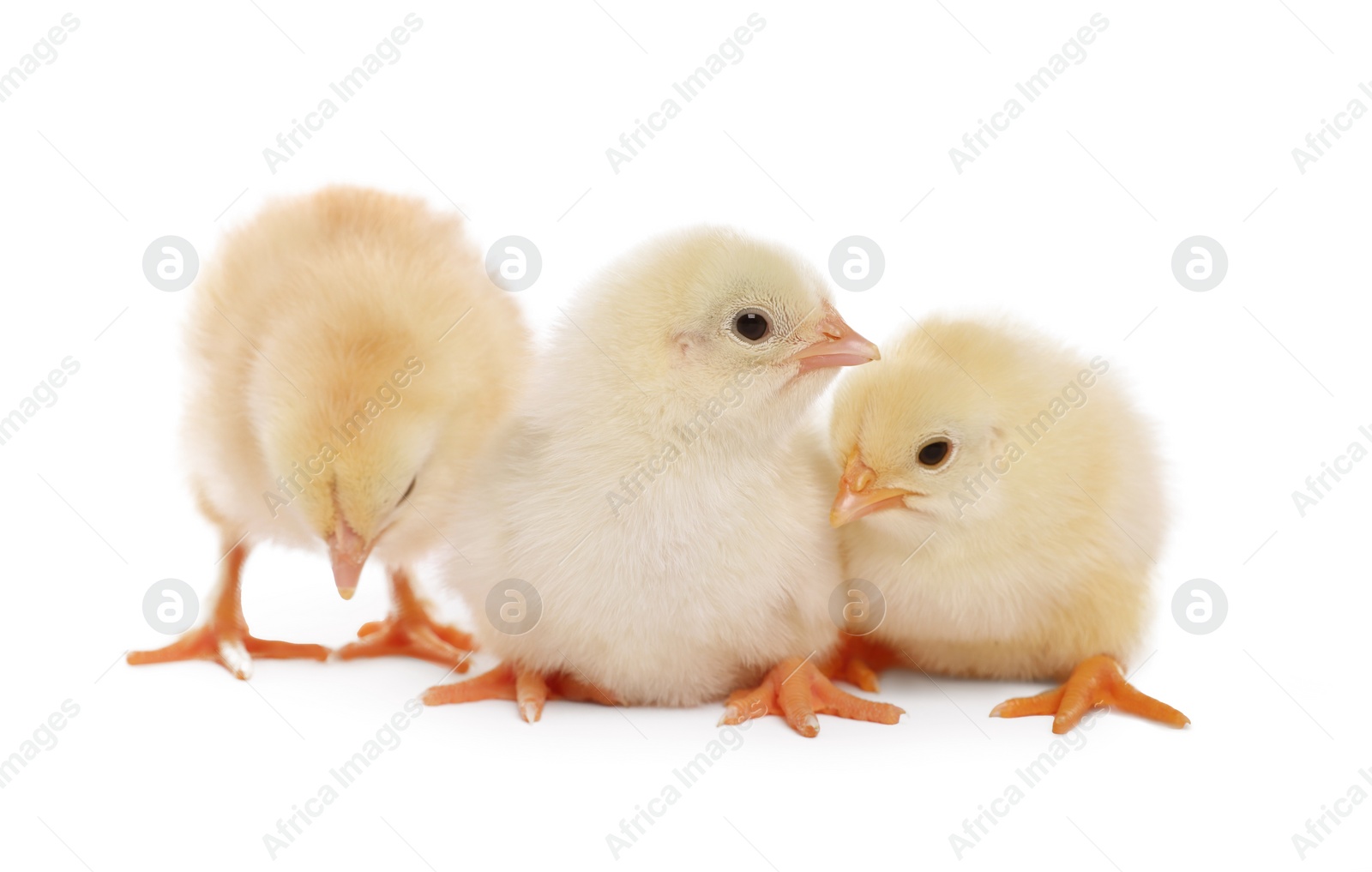 Photo of Three cute fluffy chickens on white background