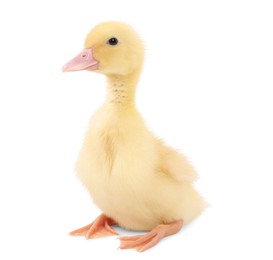 Photo of Baby animal. Cute fluffy duckling on white background