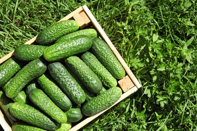 Photo of Wooden crate with ripe fresh cucumbers on green grass, top view