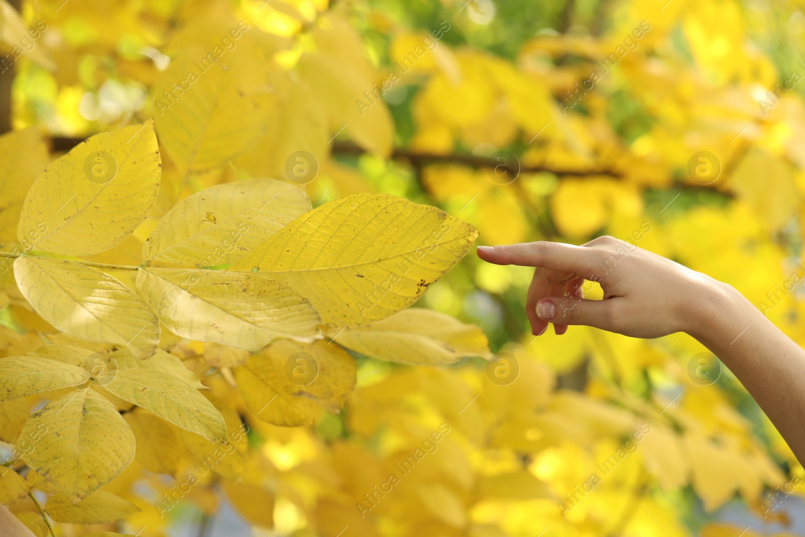 Photo of Woman touching bright autumn leaf outdoors, closeup