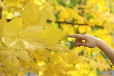 Woman touching bright autumn leaf outdoors, closeup
