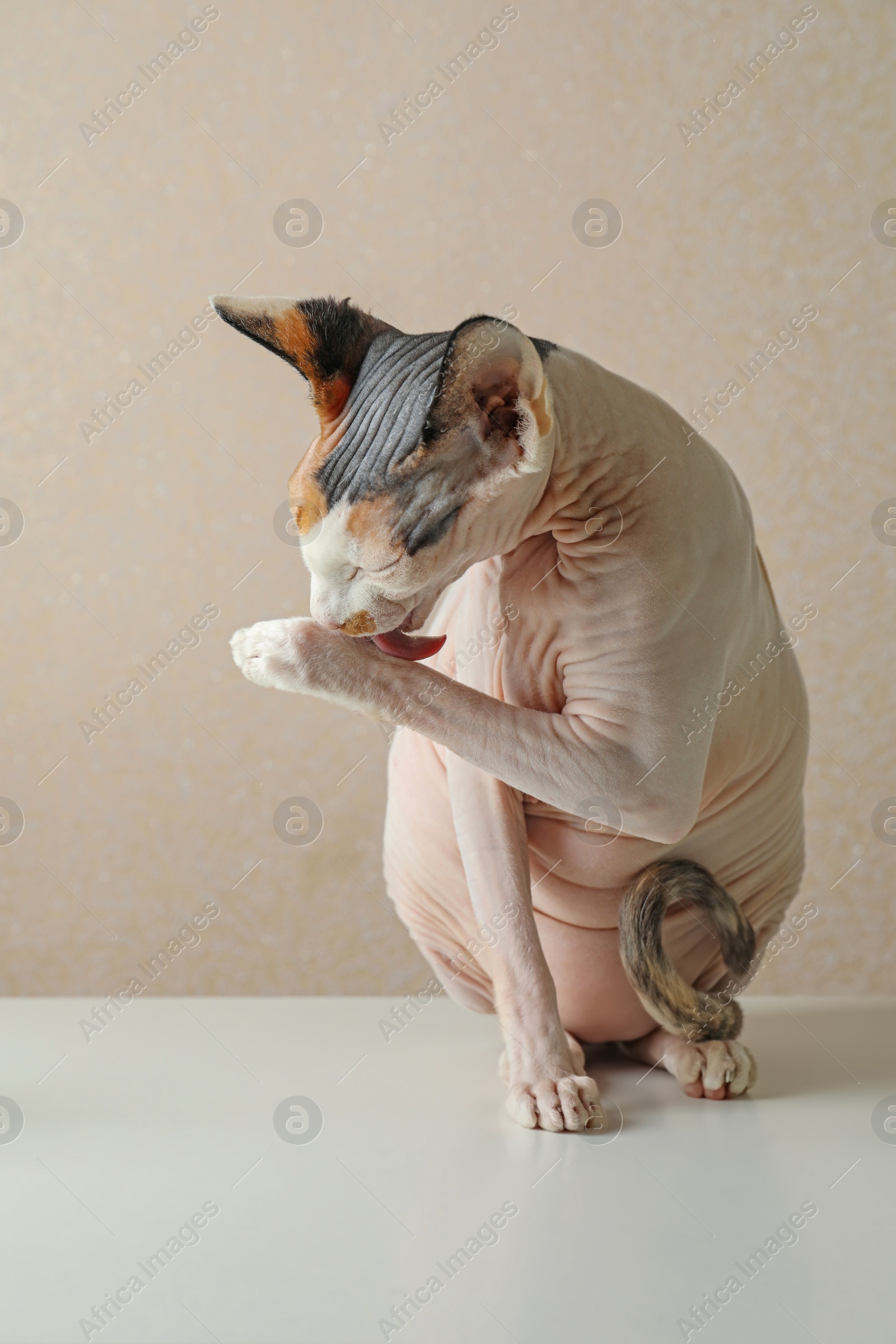 Photo of Beautiful Sphynx cat on white table against beige background