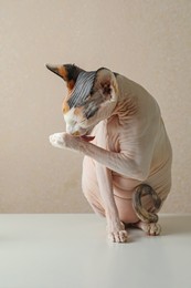 Photo of Beautiful Sphynx cat on white table against beige background