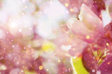 Closeup view of beautiful blossoming quince tree outdoors on spring day