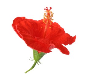 Beautiful red hibiscus flower isolated on white