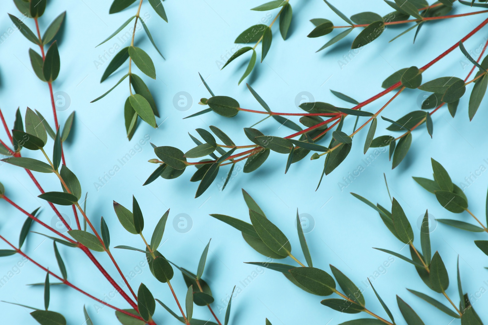 Photo of Eucalyptus branches with fresh leaves on light blue background, flat lay
