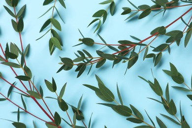 Eucalyptus branches with fresh leaves on light blue background, flat lay