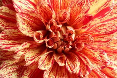 Photo of Beautiful coral dahlia flower as background, closeup