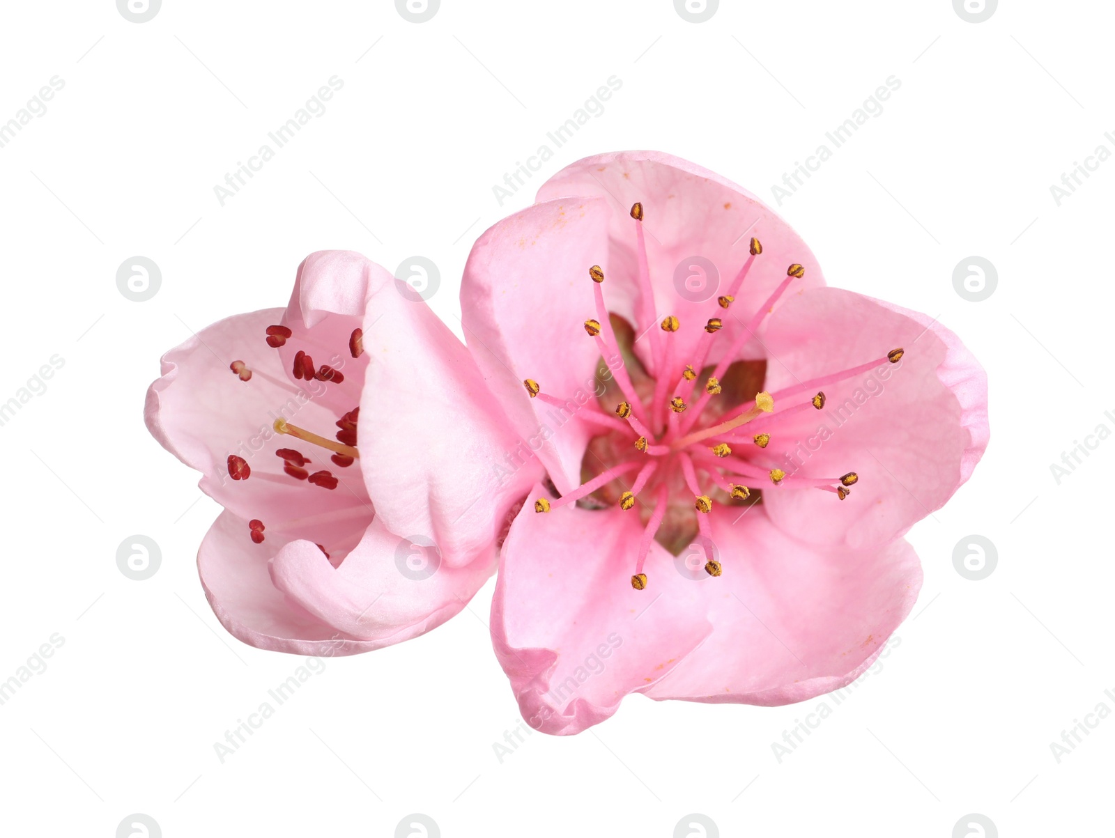 Photo of Beautiful sakura tree flowers on white background