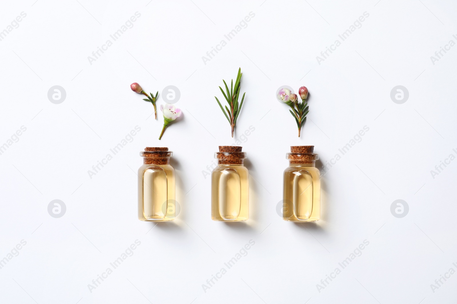 Photo of Flat lay composition with bottles of natural tea tree oil on white background