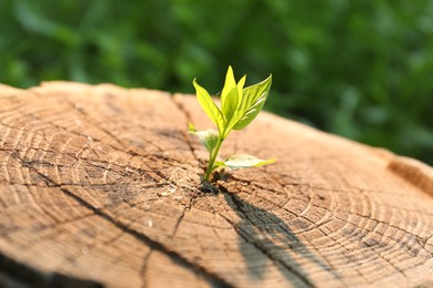 Photo of Young green seedling growing out of tree stump outdoors on sunny day, closeup. New life concept