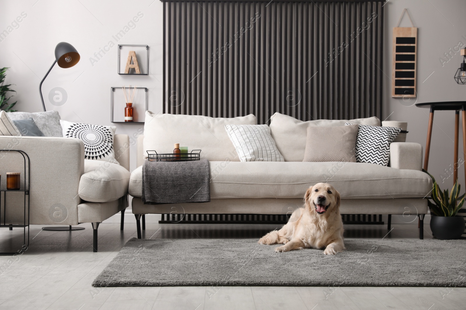 Photo of Adorable Golden Retriever dog in living room