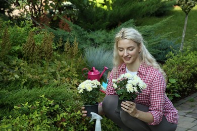 Photo of Transplanting. Woman with beautiful chrysanthemum flowers in garden, space for text