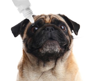 Image of Giving medical drops to cute dog on white background