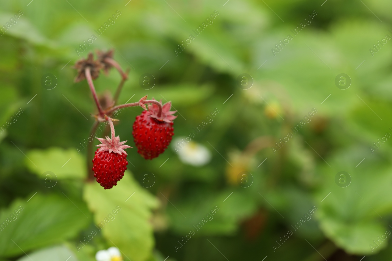 Photo of Ripe wild strawberries growing outdoors, space for text. Seasonal berries