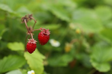 Photo of Ripe wild strawberries growing outdoors, space for text. Seasonal berries