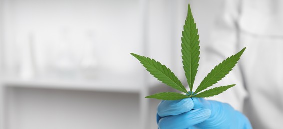 Photo of Scientist holding hemp leaf in office, closeup with space for text. Medical cannabis