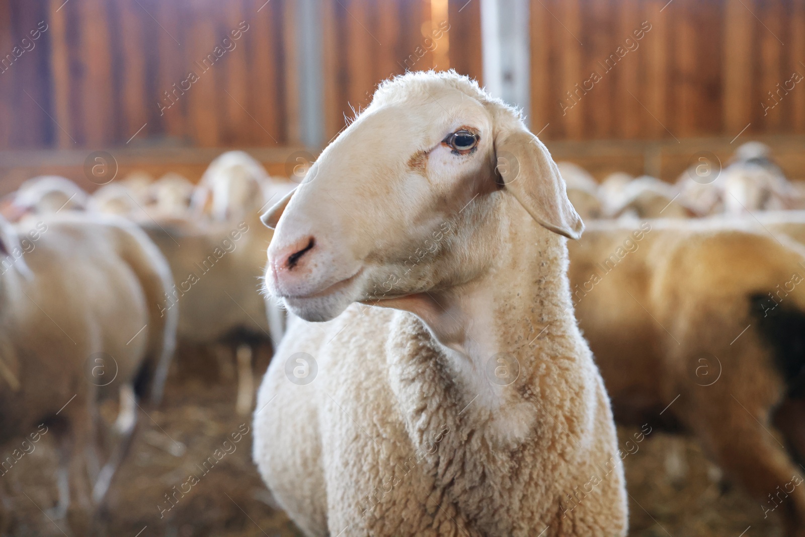 Photo of Sheep in barn on farm. Cute animals