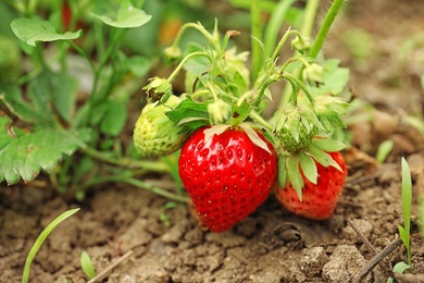 Strawberry plant with ripening berries growing in field