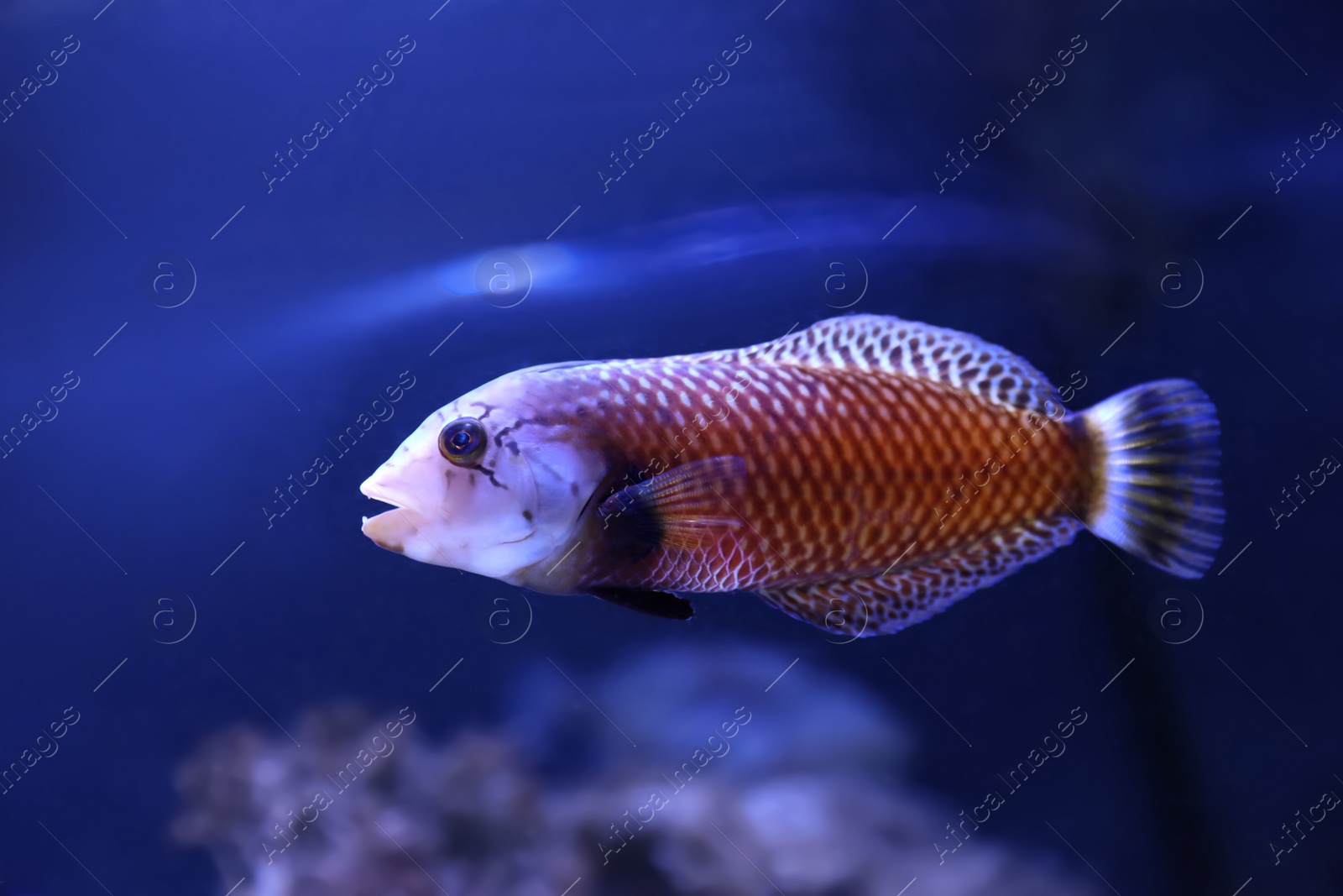 Photo of Beautiful tropical fish swimming in clear aquarium water