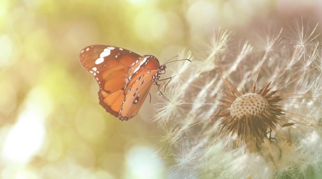 Beautiful butterfly and delicate fluffy dandelion outdoors, closeup view