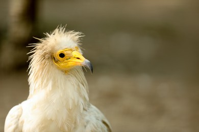 Beautiful Egyptian vulture at enclosure in zoo, space for text