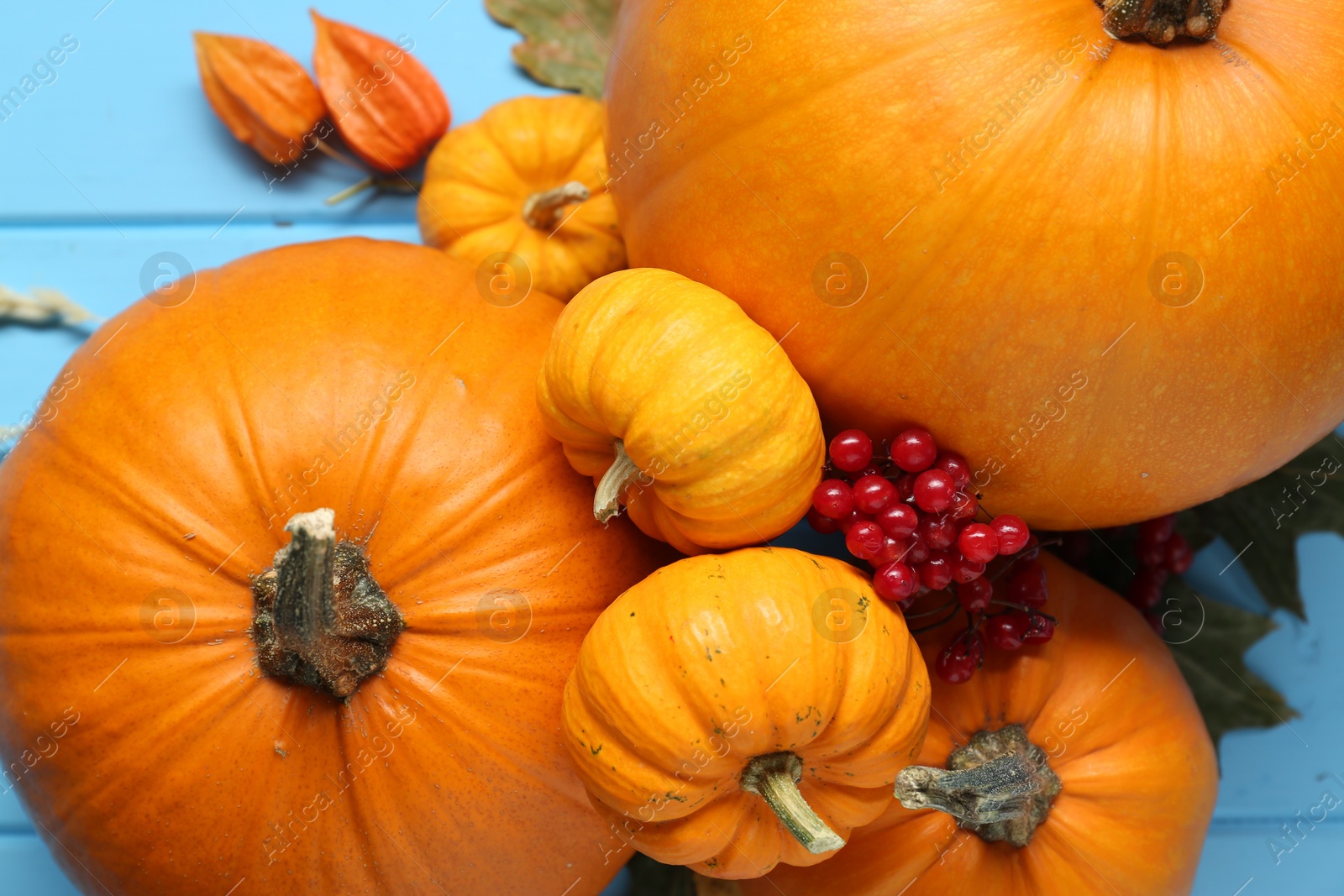 Photo of Thanksgiving day. Flat lay composition with pumpkins on light blue wooden table