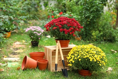 Photo of Beautiful fresh chrysanthemum flowers and gardening tools in garden